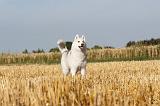 SIBERIAN HUSKY 030